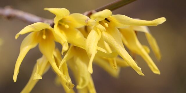 Sådan plejer du din Forsythia: Tips til at få den til at blomstre rigeligt