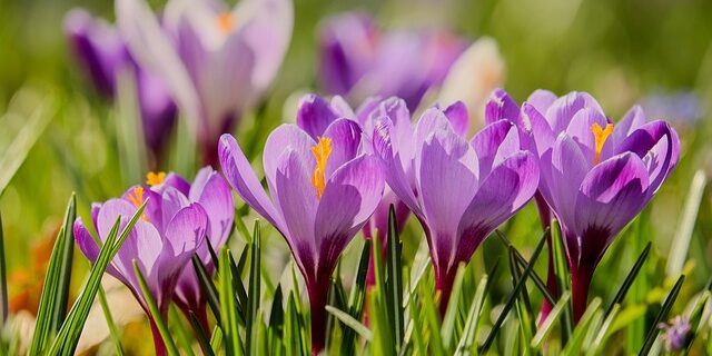 Overraskende sundhedsmæssige fordele ved at omgive dig med forårsblomster