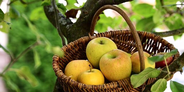 Den ultimative guide til beskæring af gamle og unge æbletræer