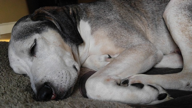 Labradorens drømmeland: Hvordan vælger du den rette hundeseng?