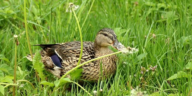 Krydsord for begyndere: En trin-for-trin guide til at komme i gang