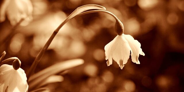 Vinterblomster: En guide til de bedste valg til din have
